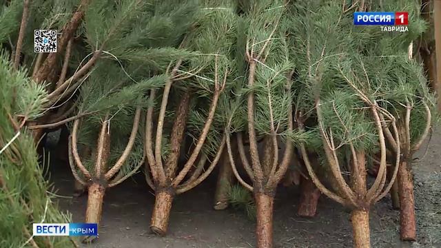 ВЕСТИ-КРЫМ: выпуск 12.12.2024 21:10