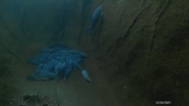 Зимовальная яма в пруду с карпами. Подводная съёмка