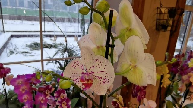 Орхидеи в СЦ "Страна цветов" 🥰