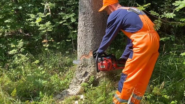 Валка опасного дерева винтовым валочным клином КВМ 1