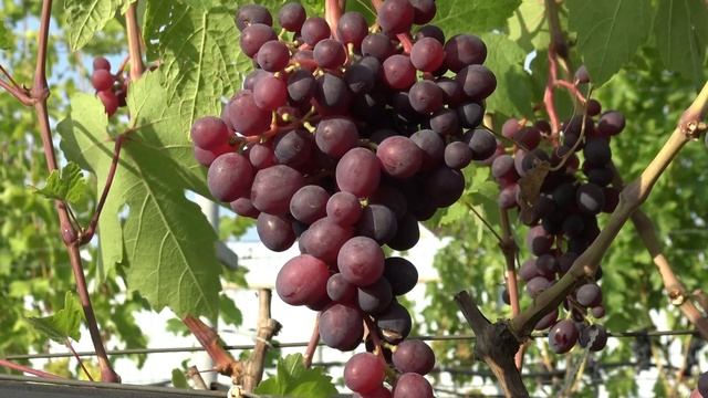 Виноград Подарок Винокурову