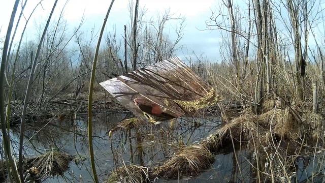 Подсадная утка и охота с ней #6. Удачная охота весной на селезня кряквы. Как добыть селезня весной.