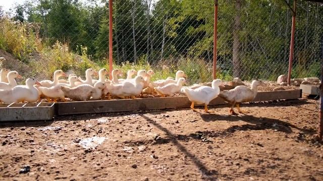 Разведение уток. Новый проект на АкваФерме.