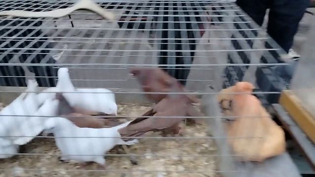 Ярмарка голубей г.Тула 22.12.24