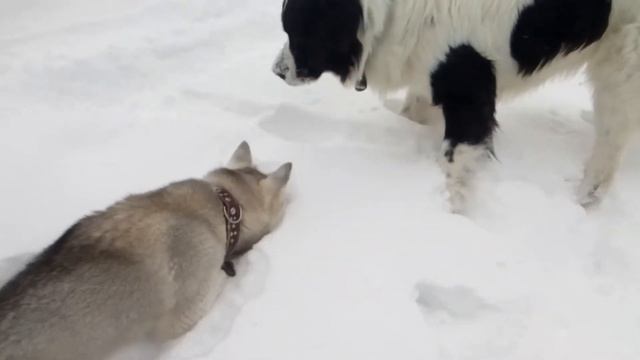 Хаски поймала мышь