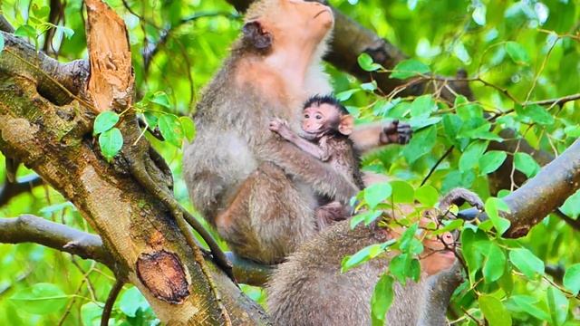 After raining young mom Messi checked tiny baby monkey MASHA.