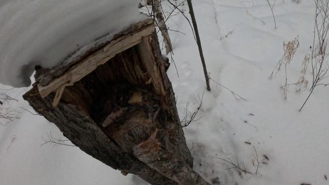 соболь в капкане КП 120