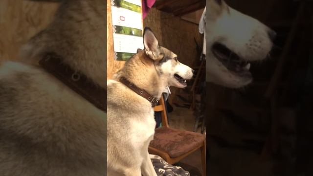 Хаски воет как волк