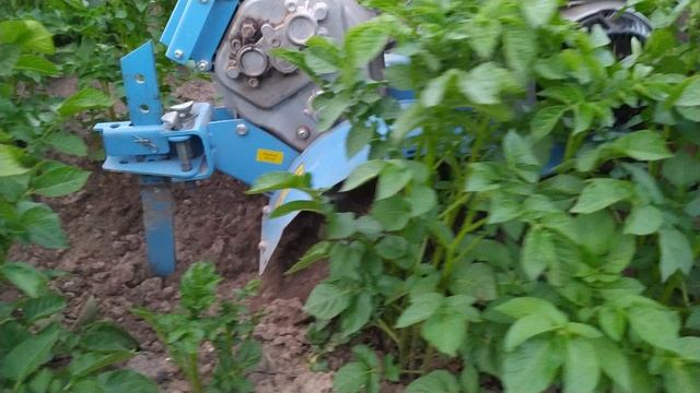 Роторный окучник по высокой ботве.