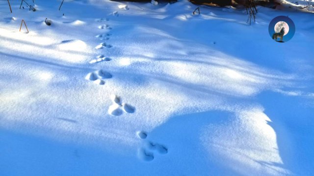 НИ В КОЕМ СЛУЧАЕ НЕ ТРОПИ ЗАЙЦА ТАК