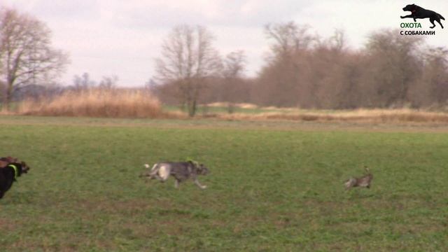 Охота на зайца с собаками 05.01.25г