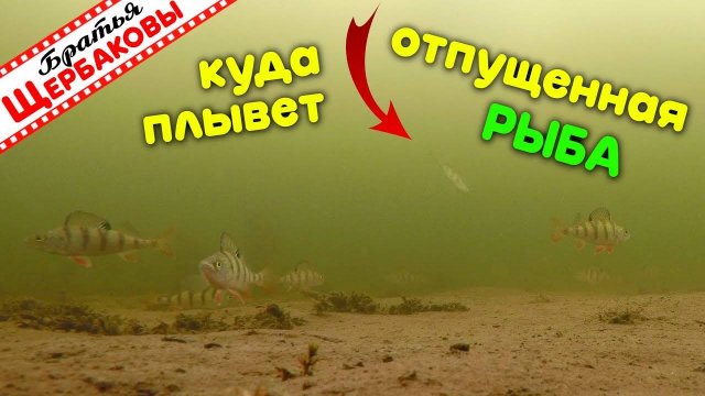 КУДА ПЛЫВЕТ ОТПУЩЕННАЯ В ЛУНКУ РЫБА Подводные съемки Зимняя рыбалка
