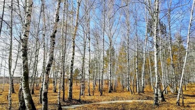 Отчего так в России берёзы шумят