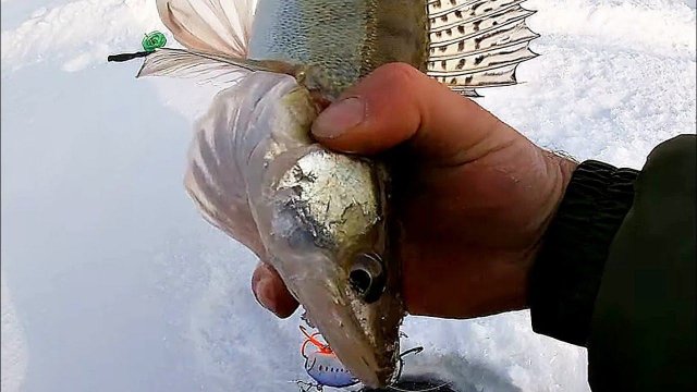 РЫБАЛКА НА СУДАКА ЗИМОЙ! РЫБА НЕ ЛЕЗЕТ В ЛУНКУ! ЗЛЫЕ ПОКЛЁВКИ! РЫБАЛКА НА ВОДОХРАНИЛИЩЕ#рыбалка2023
