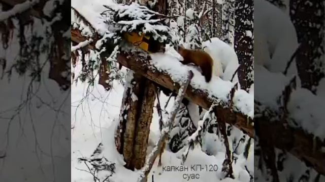 Попадание куницы в КП-120 - кадры с фотоловушки