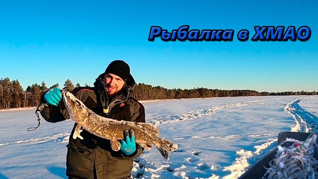 ЗИМНЯЯ РЫБАЛКА В ХМАО. ЩУКА НА ЖЕРЛИЦЫ. ЛОВЛЯ ОКУНЯ