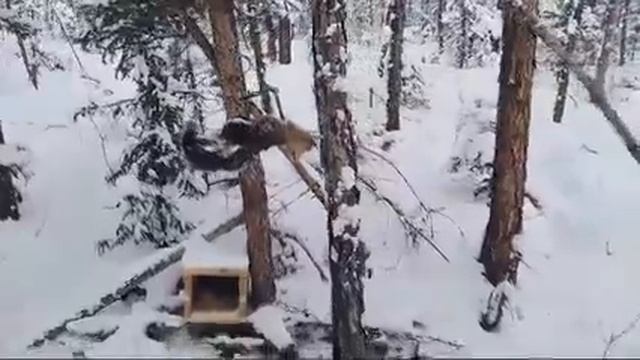 КП-140 популярный капкан на соболя в Якутии и Сибири