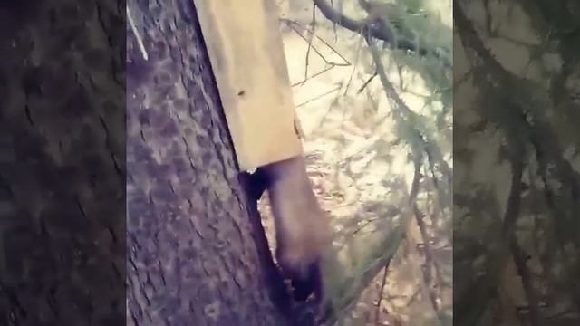 Куница в ящичной ловушке СУАС