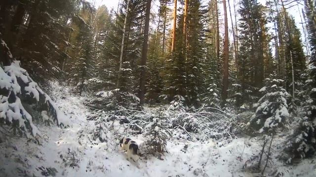 Охота на белку*Охота на соболя*Проверяем что есть в любительской Тайге.