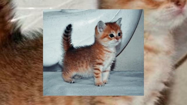 Нервы// Плейлист рандомных песен