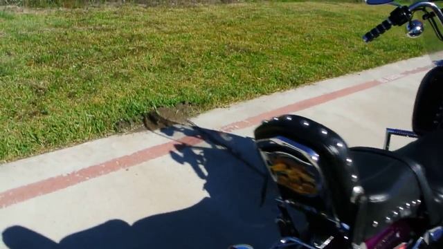 1994 Harley Davidson FXDWG Dyna Wide Glide!