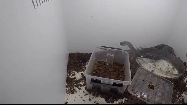 охота кобры