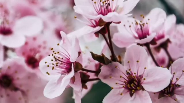 Это не Шопен, Весенний вальс. 1час. Релакс. Поль Де Сеневиль. Брак по любви