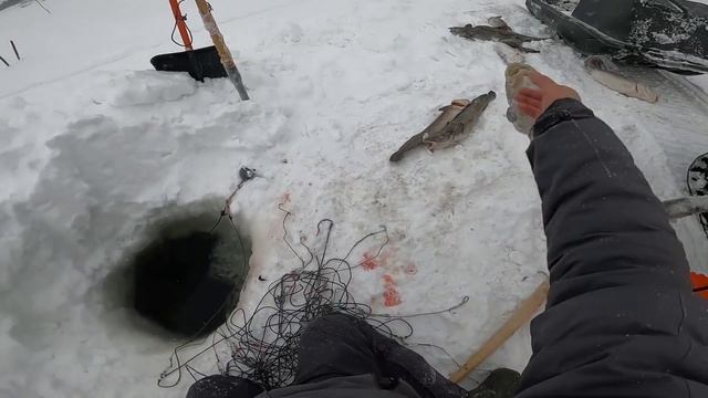 (25). Рыбалка. Налим. 08.12.2021