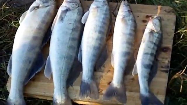 Рыбалка в Харабалях. протока Полданиловка. Наш лагерь 2011. сентябрь.