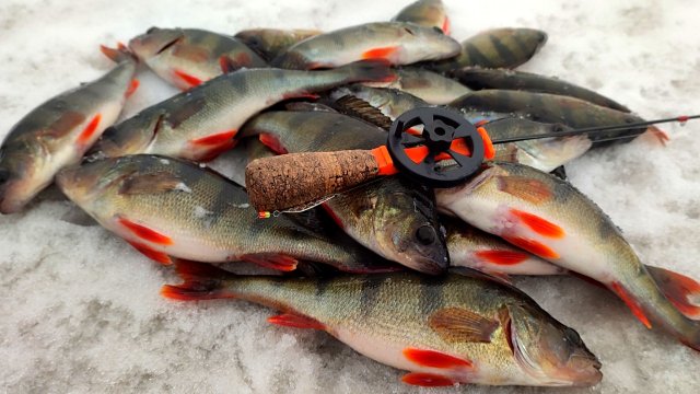 УХ КАК ОНИ ДАВЯТ! Нашел стаю ГОЛОДНОГО ОКУНЯ. Зимняя рыбалка