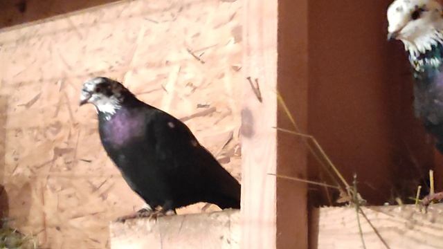 17.02.2025г Винтовые, Игровые Голуби Юрия Карповича👍