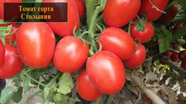 Томат сорта Столыпин