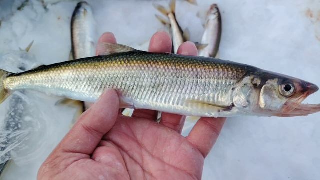 Зубарь! Корюшка. Зимняя рыбалка на море. Отдых) Остров Сахалин 2025