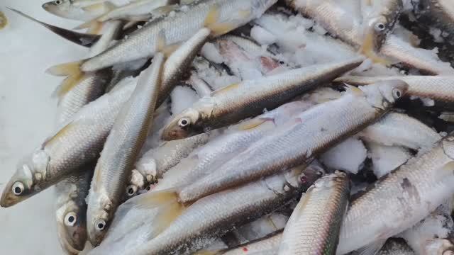 Рыбалка на корюшку | Зубарь|Лёд оторвало( Жор Навага 🤣 Остров Сахалин ❤️