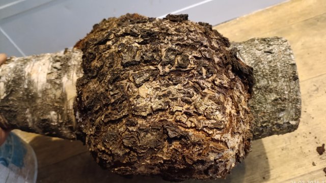 дорогущая заготовка. настоящий сувель. берёзовая капа. кудрявая свилеватость. мраморное ценное древо