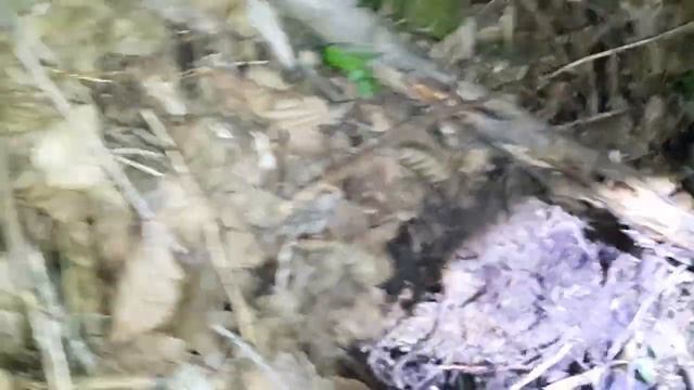 Охота на бобра петлями