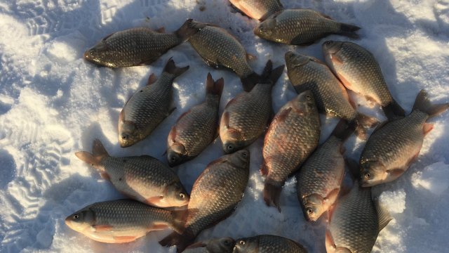 РЫБАЛКА НА ОЗЕРЕ ШАБЛИШ