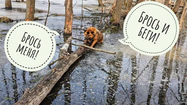 Пёс Кубик в остросюжетном фильме "Влажный дурень"! Спешите видеть на прогулке по бобровым плотинам!