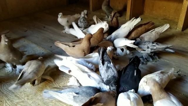 Вакцинация голубей ласотой!