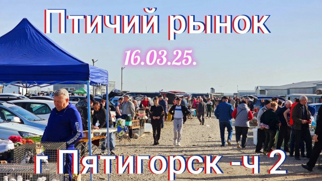 Голуби цены Птичий рынок г Пятигорск - ч2