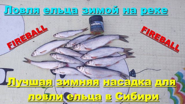 Лучшая зимняя насадка для ловли ельца в Сибири. Ловля ельца зимой на реке.