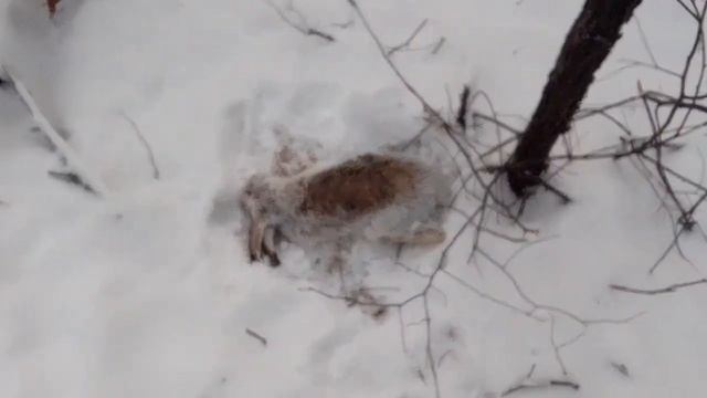 охота на зайца и лису петлями... удачный день... попался заяц