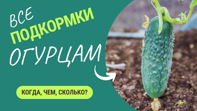 ВСЕ подкормки для рассады огурцов🥒 Урожай порадует!