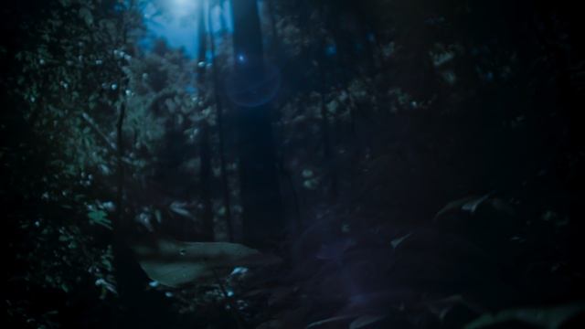 Земля ночью в цвете 1 сезон 2 серия «Джунгли долгопятов» (документальный сериал, 2020)