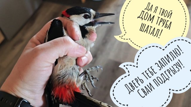 Выкинула дятла из дома! Показываю сове, что привезла с ярмарки Монстериум: распаковка покупочек!