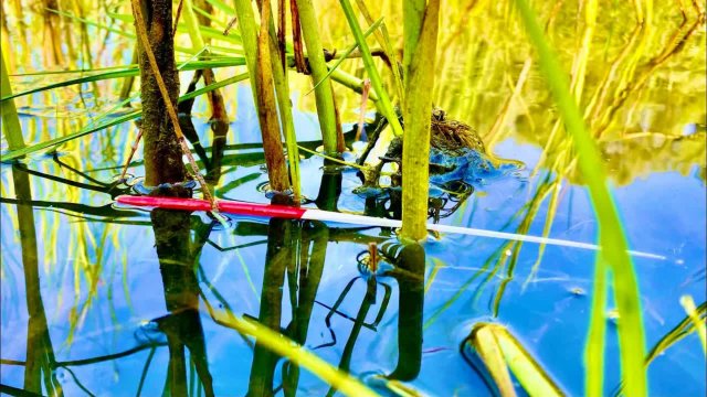 Рыбалка на поплавок Карась на поплавок