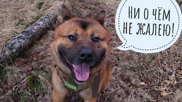 Пёс Кубик устроил мне ночную прогулку по лесу и бобровым плотинам. Давно к тухлому лосю не ходили!