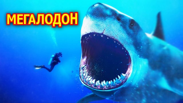 Мегалодон. Гигантская акула. Вымершее животное. Видео про животных