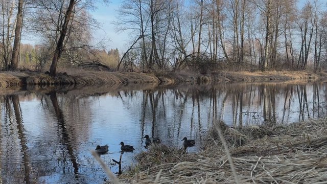 Весенняя охота с подсадной 2025. Шикарная утрянка, море утки и рыбы))))