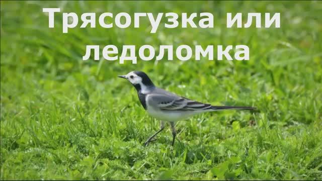 Трясогузка или ледоломка. Какая она, эта маленькая всем знакомая птичка.